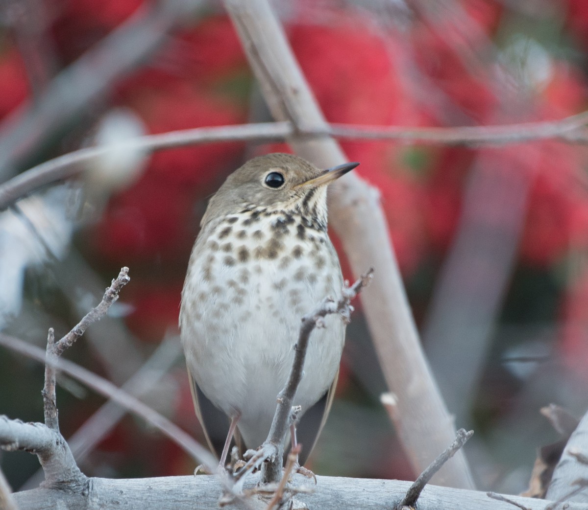 Hermit Thrush - Lee Bush