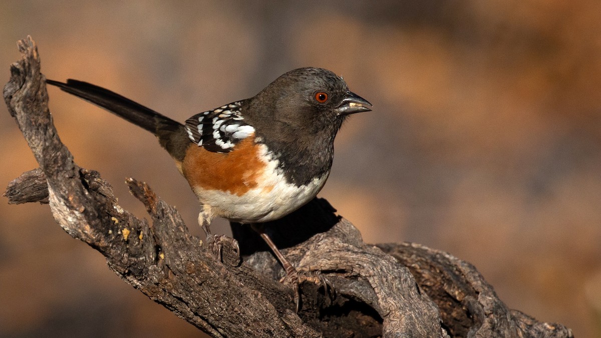 Spotted Towhee - ML199908581