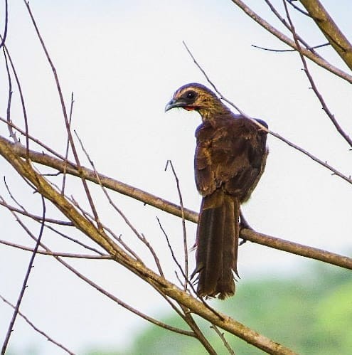 Chachalaca Cejuda - ML199910471