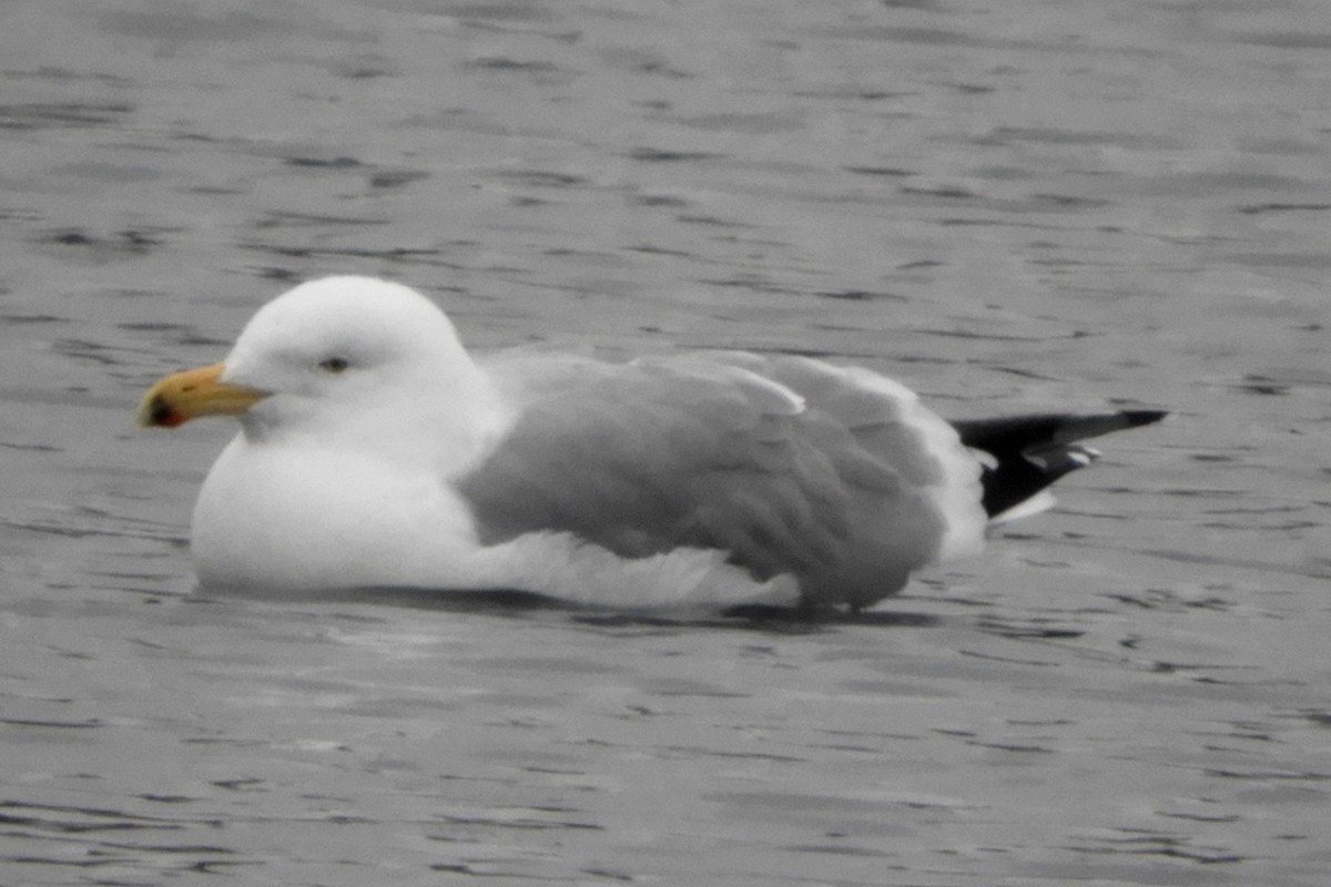 Herring Gull - Robert Keereweer