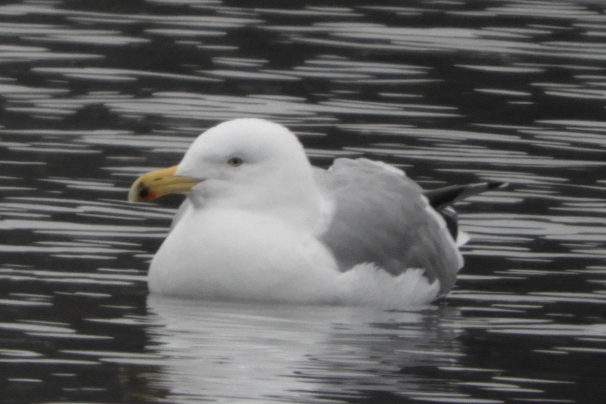 Herring Gull - ML199912201