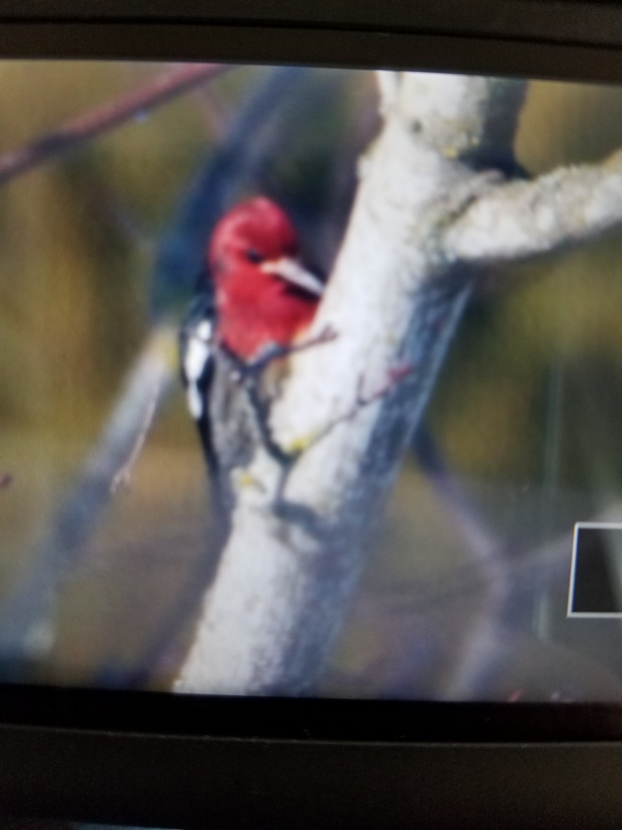 Red-breasted Sapsucker - ML199914161