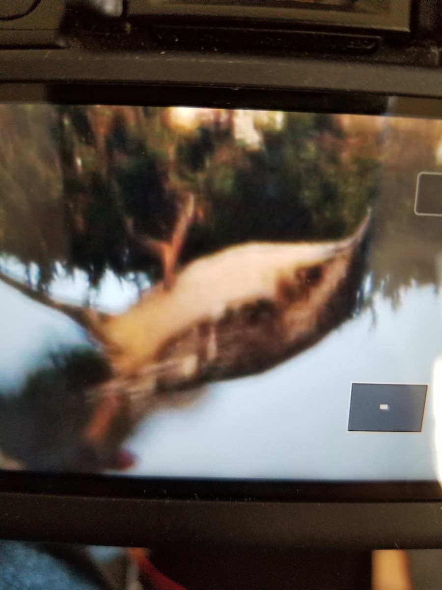 Brown Creeper - ML199914281