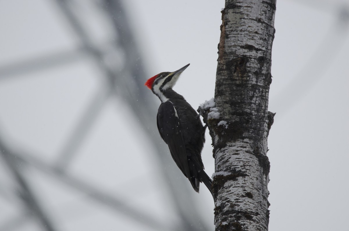 Pileated Woodpecker - Felix Noel