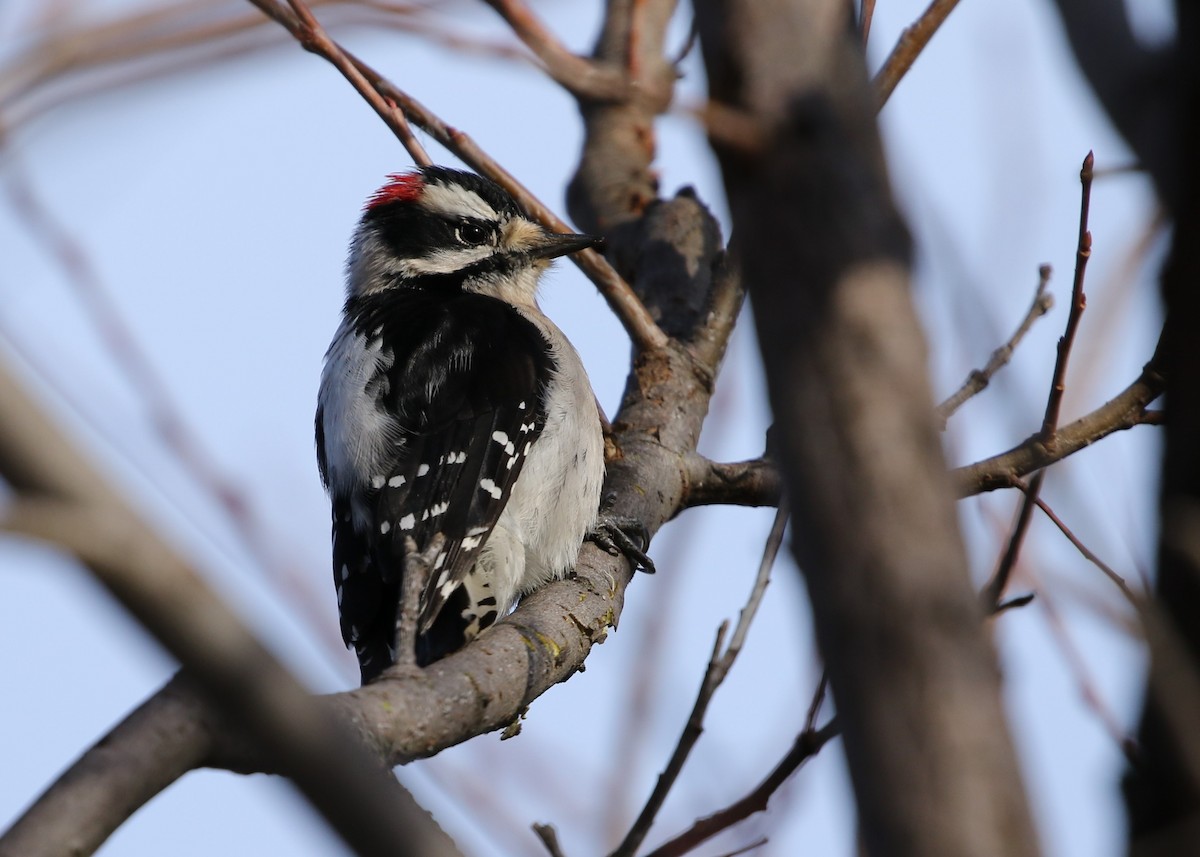 Downy Woodpecker - ML199915091