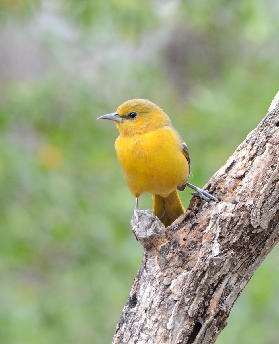 Hooded Oriole - ML199916361