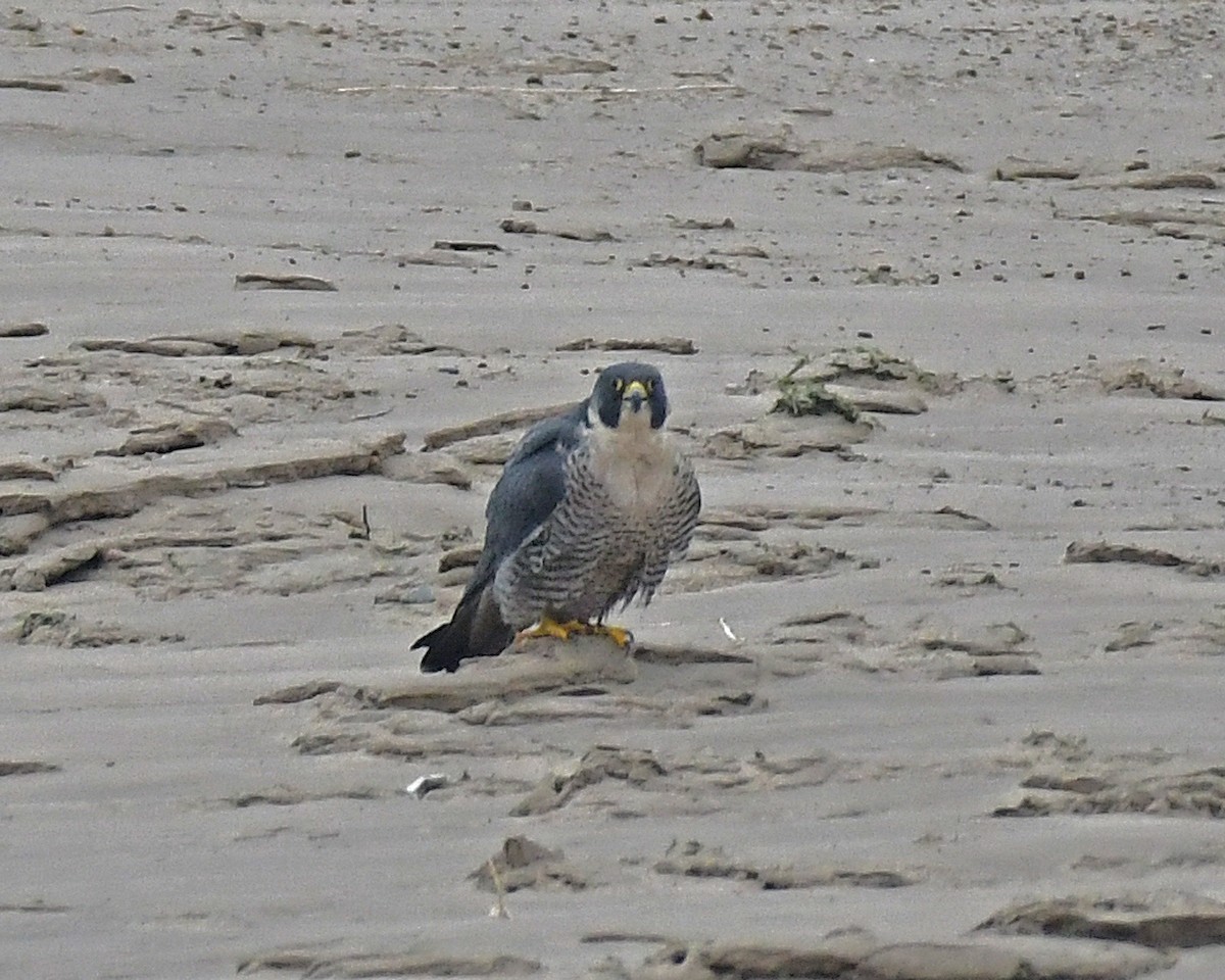 Peregrine Falcon - Michael Topp