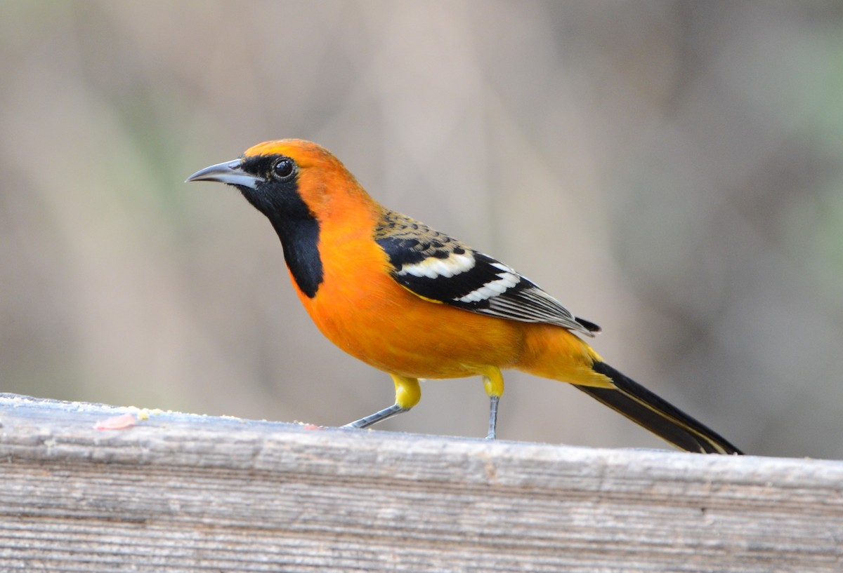 Hooded Oriole - ML199916541