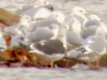 Lesser Black-backed Gull - ML199918191