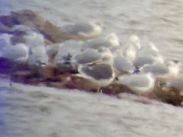 Lesser Black-backed Gull - ML199918201