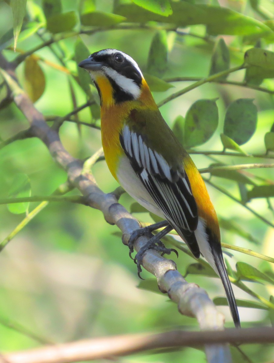 Western Spindalis - Bob Curry