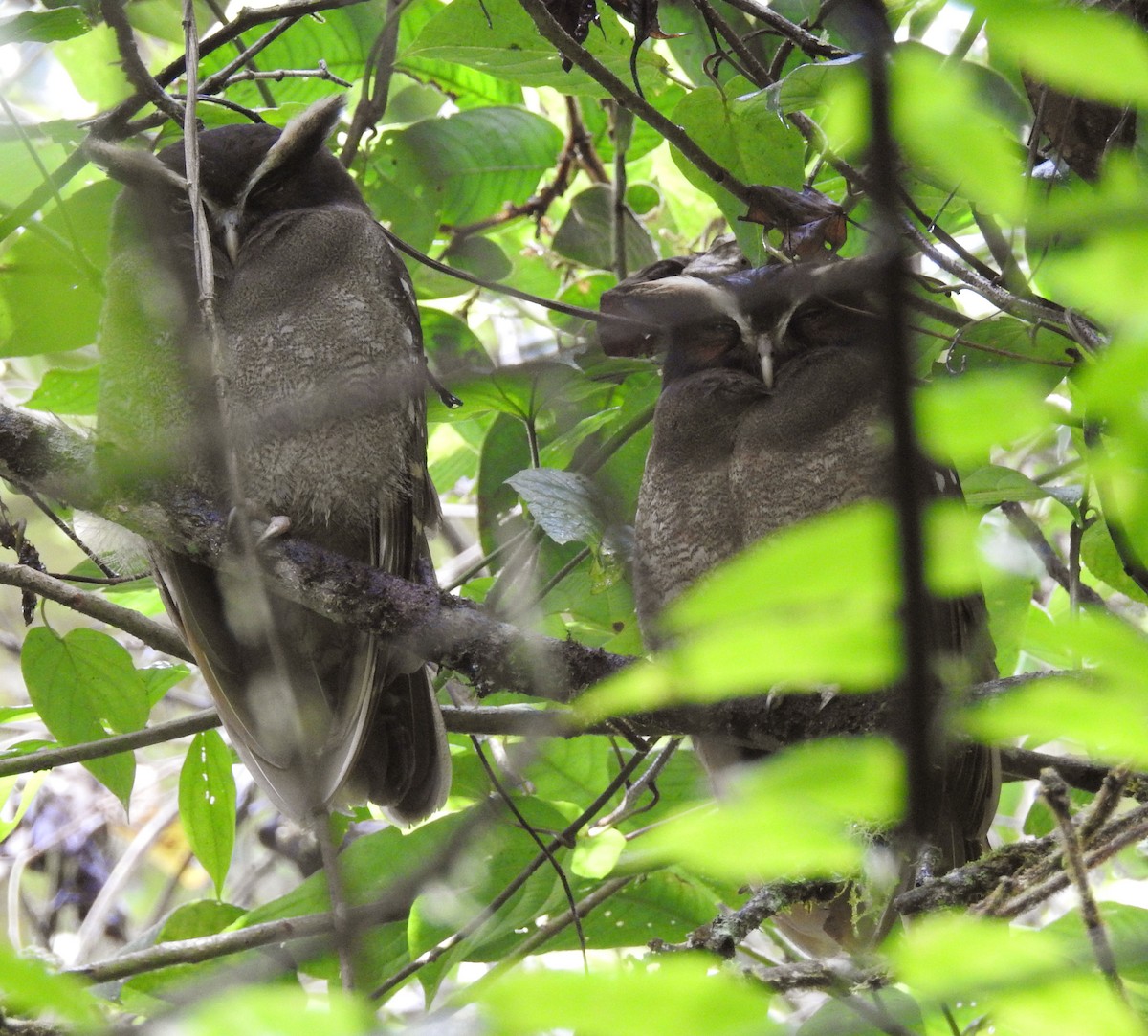 Crested Owl - ML199919481