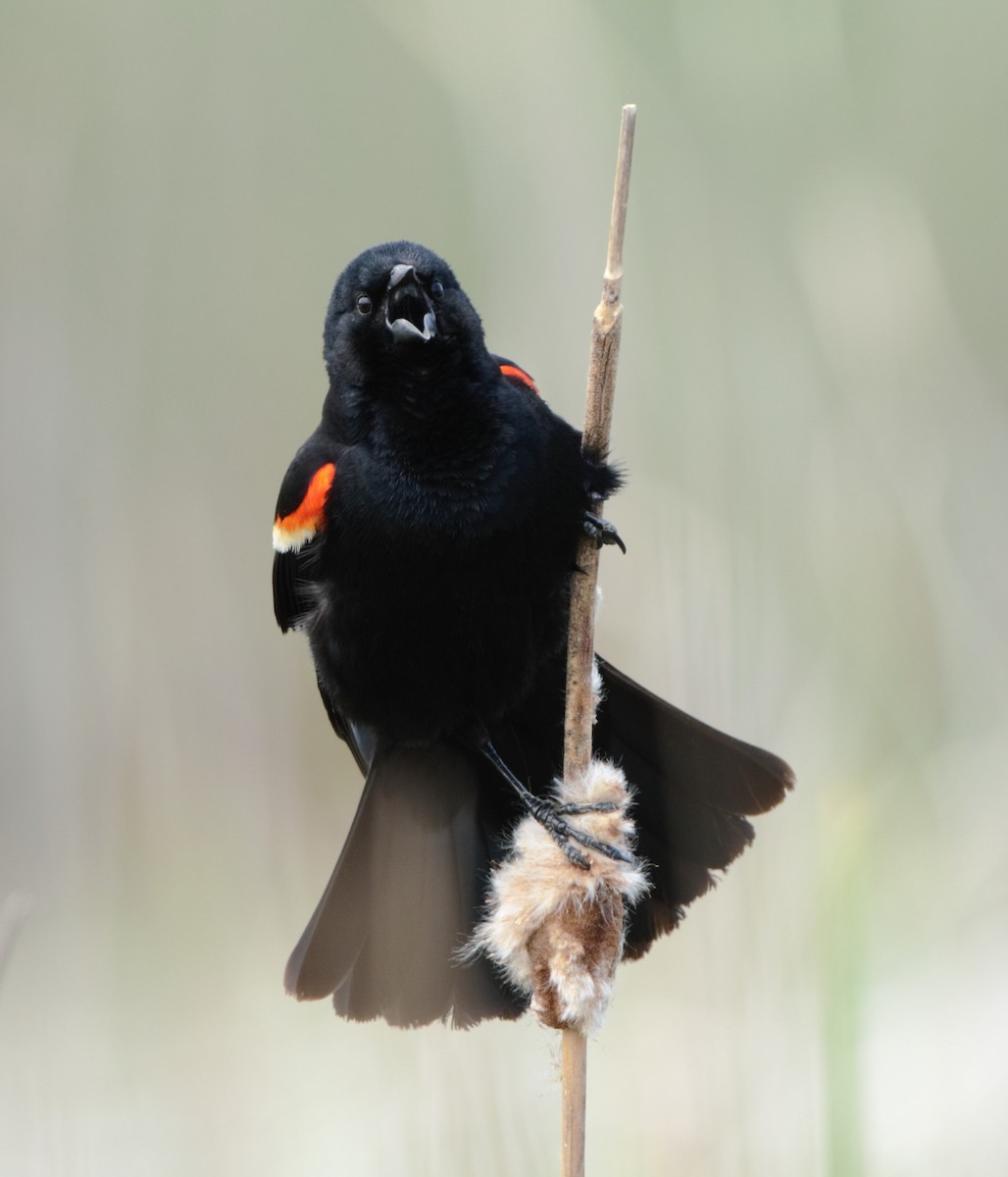 Red-winged Blackbird - ML199919541