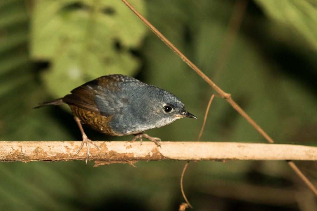 White-breasted Tapaculo - Luana Bianquini