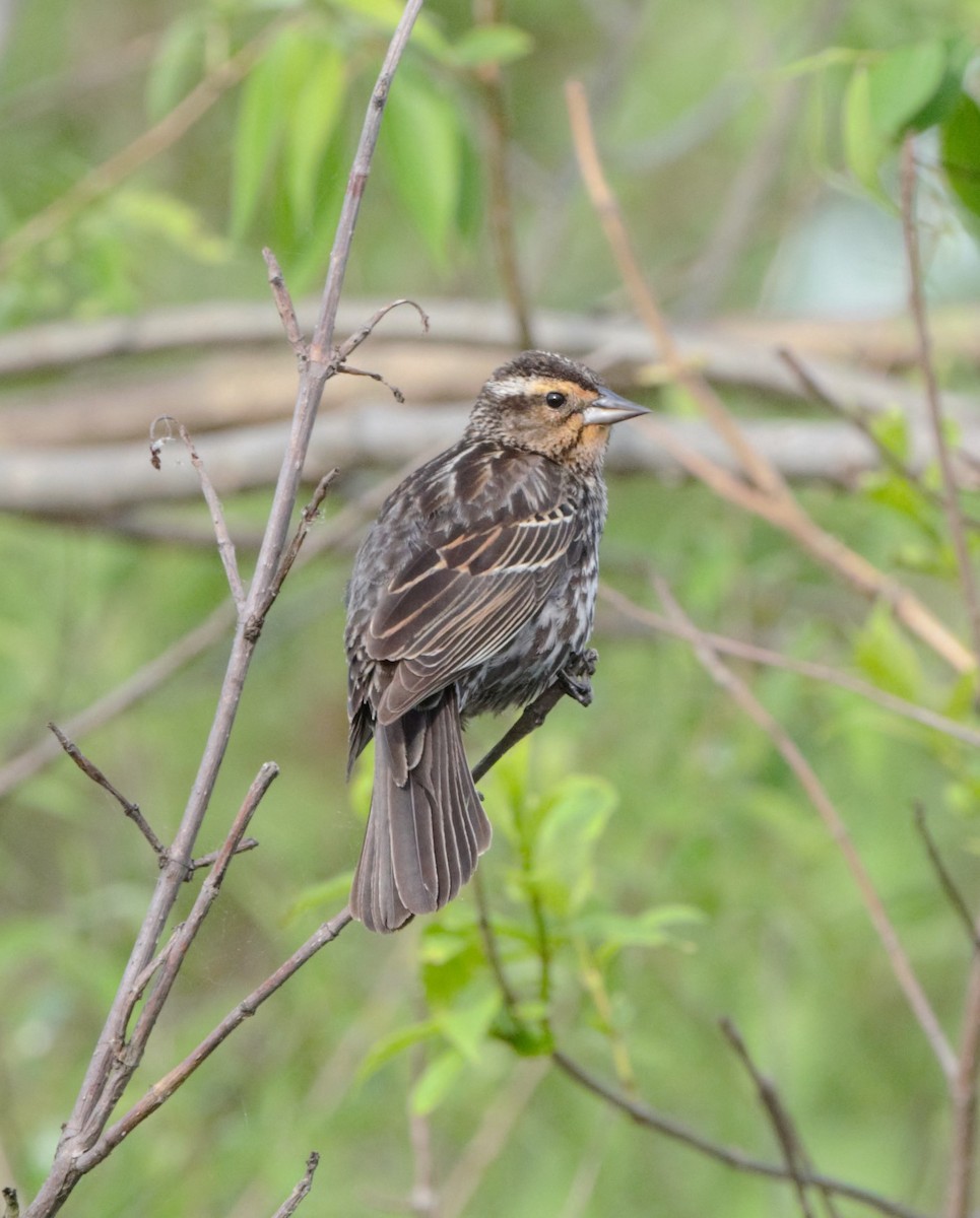 Red-winged Blackbird - ML199919821