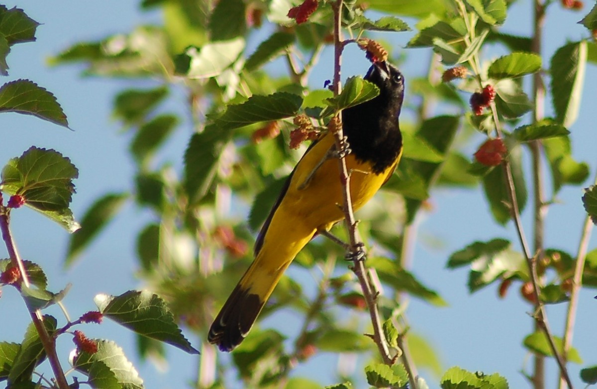 Scott's Oriole - ML199920611