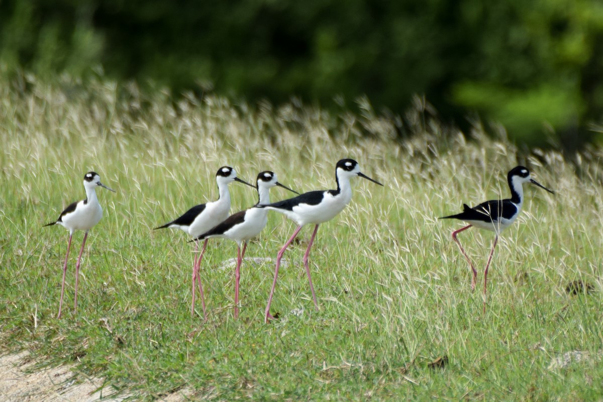 Black-necked Stilt - ML199920871