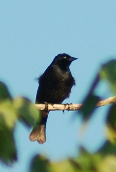 Shiny Cowbird - ML199921241