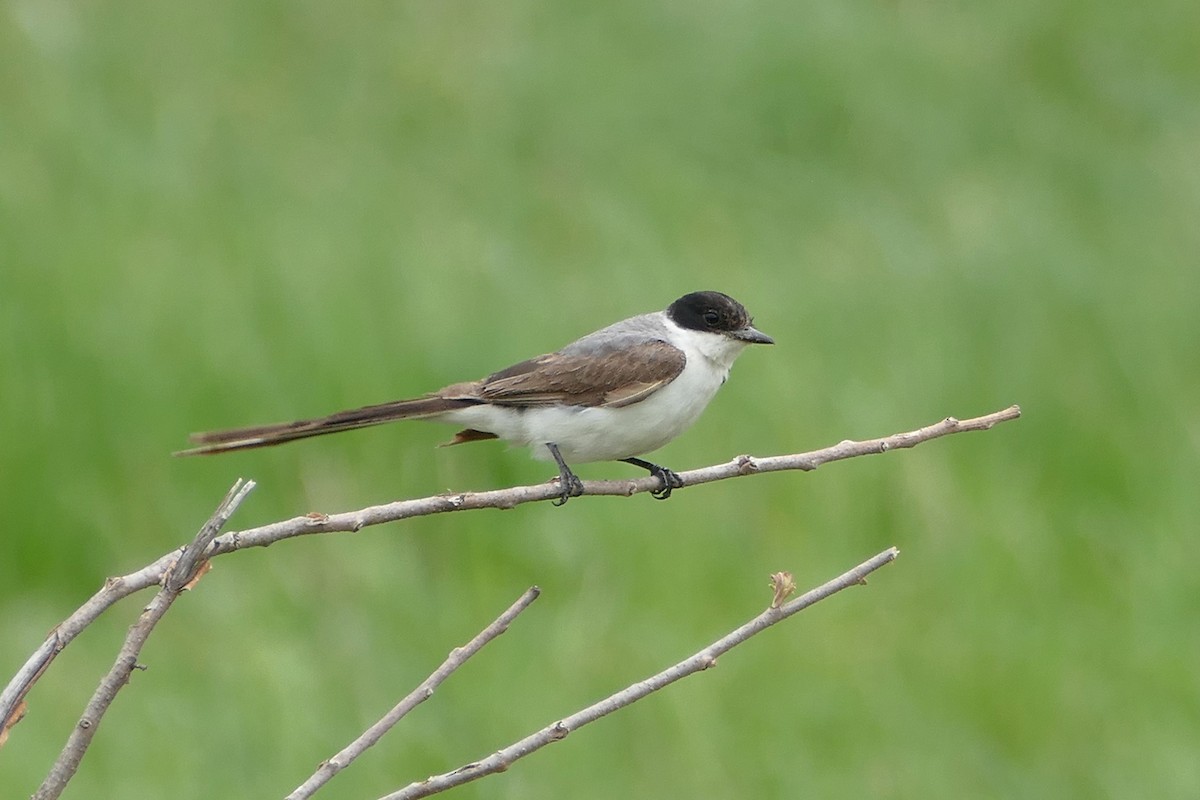 Fork-tailed Flycatcher - Karen Thompson