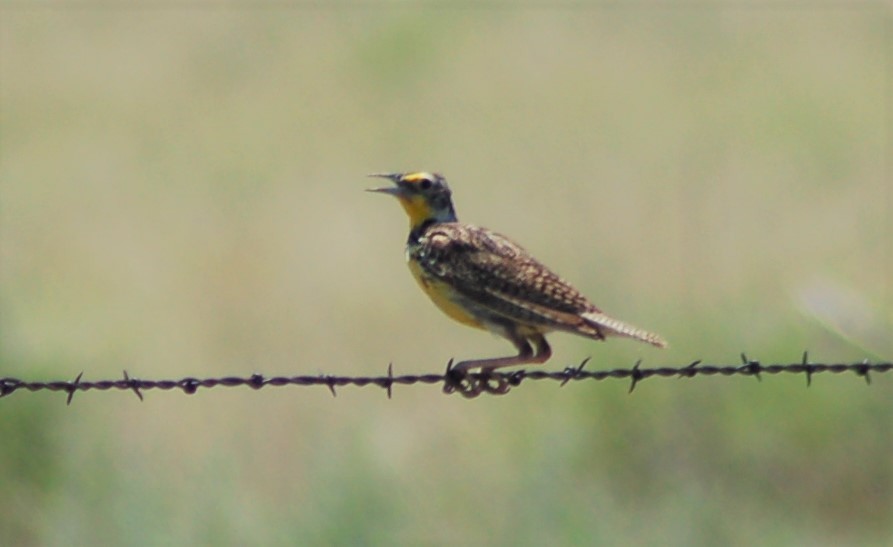 Western Meadowlark - ML199921781