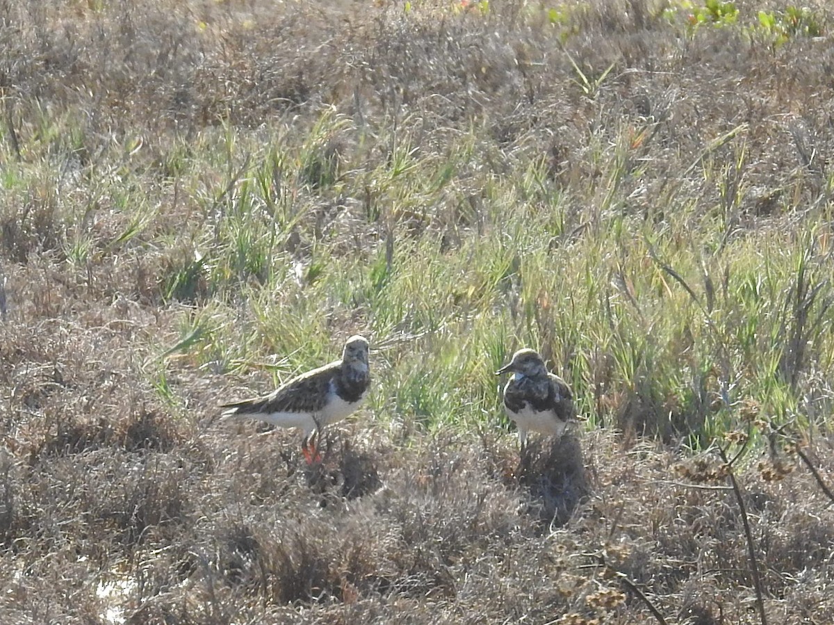 Ruddy Turnstone - Paul Waton