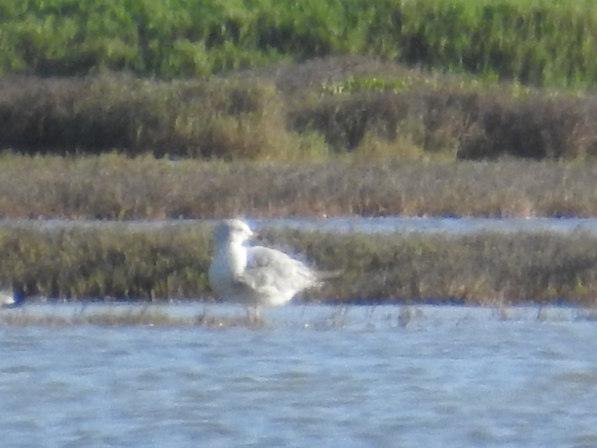 Ring-billed Gull - ML199922421