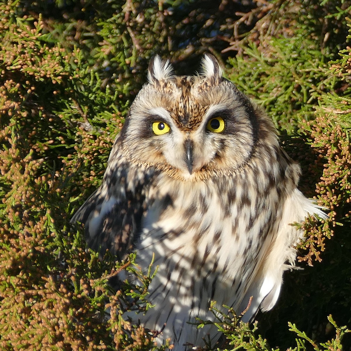 Short-eared Owl - ML199922471