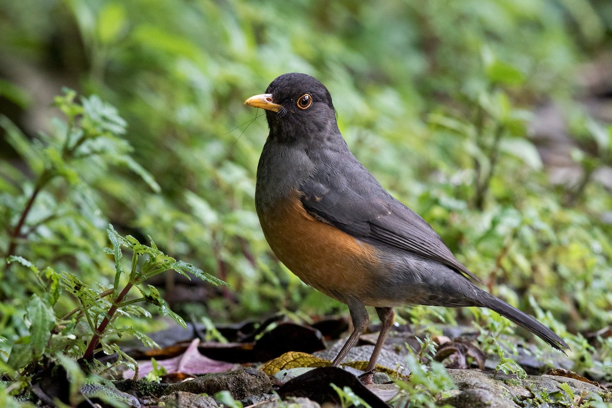 Chestnut-bellied Thrush - Lars Petersson | My World of Bird Photography