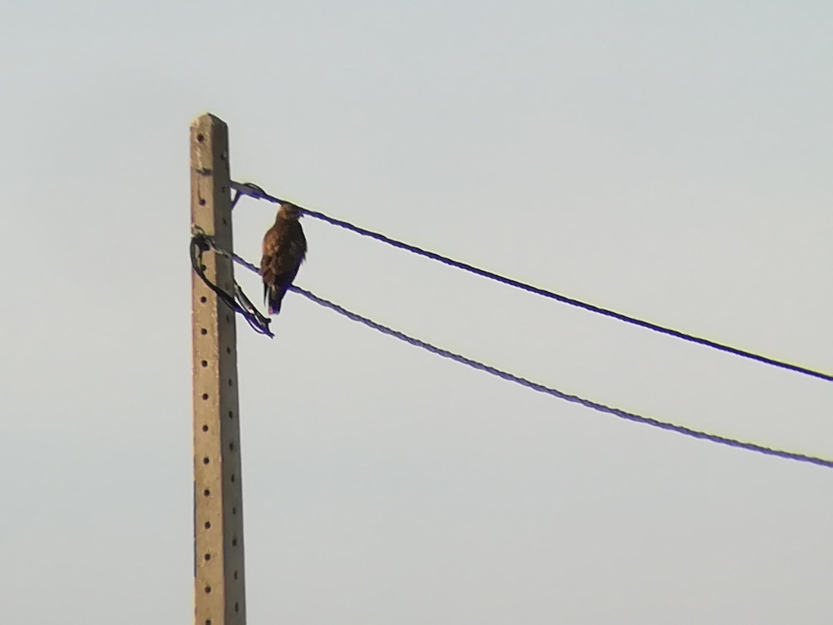 Common Buzzard - Nelson Conceição