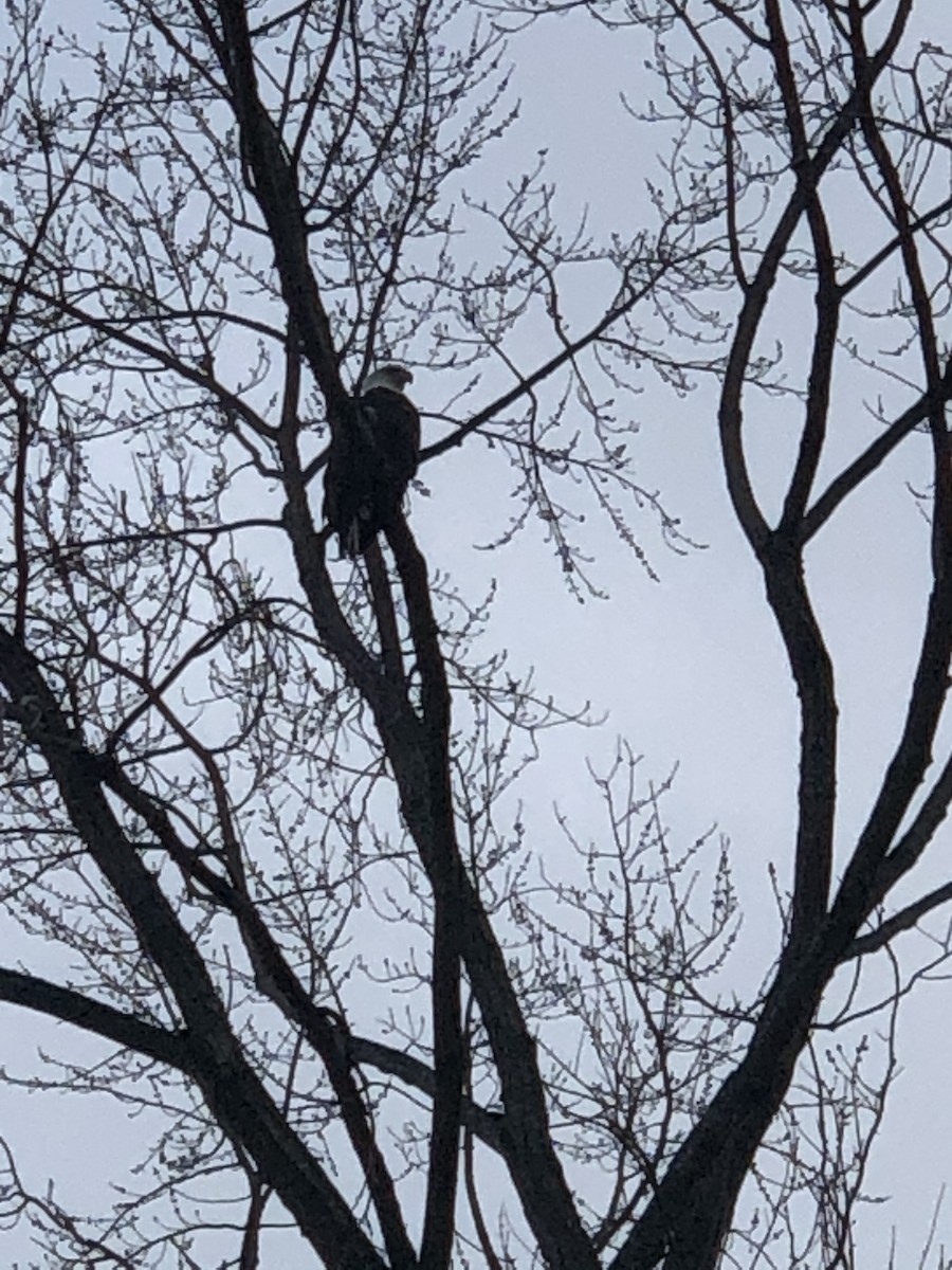 Bald Eagle - ML199924081