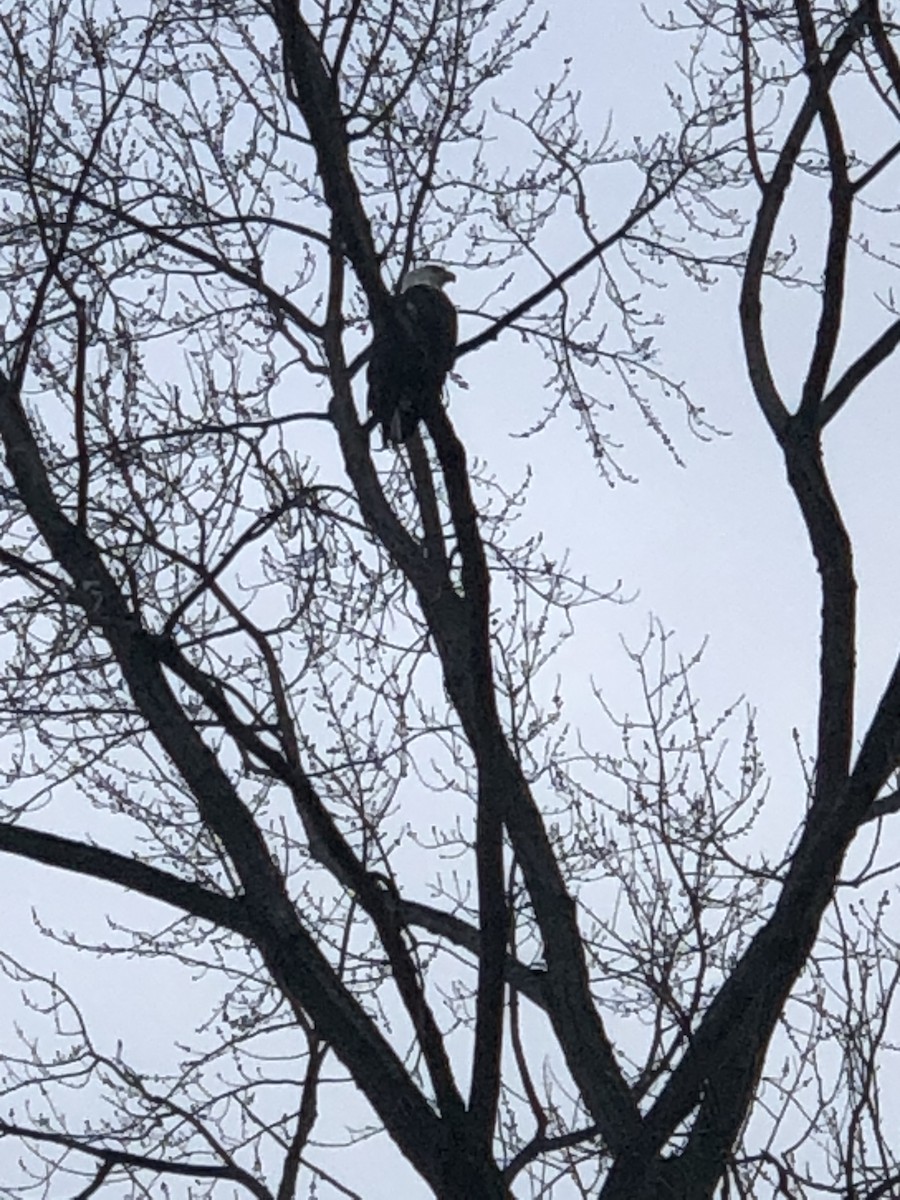 Bald Eagle - Amy Chesser