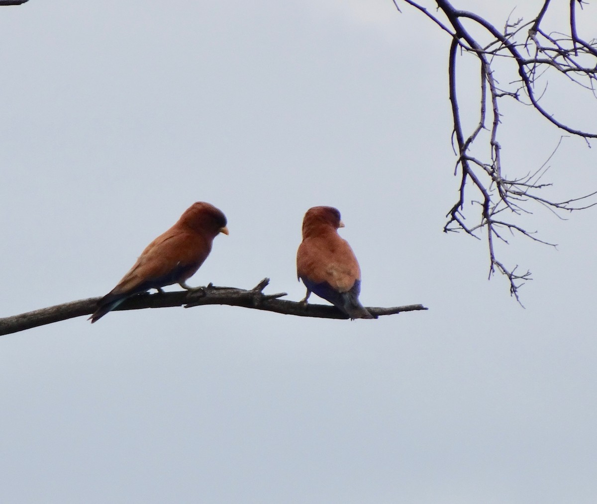 Broad-billed Roller - ML199925831