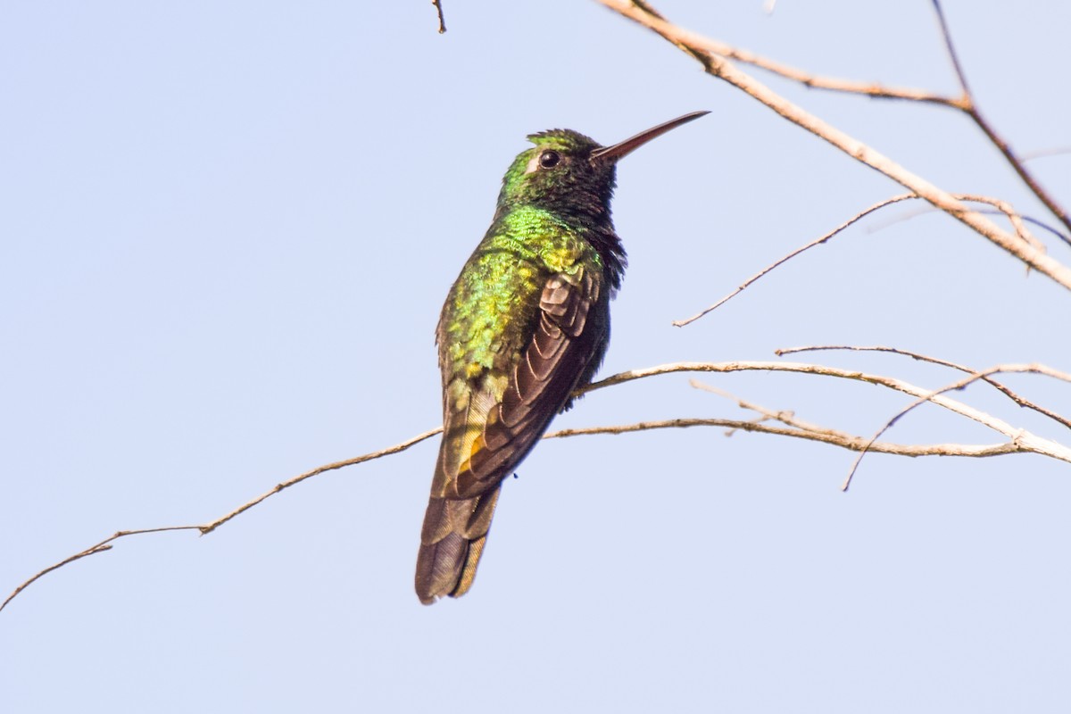 kolibřík kubánský - ML199925871