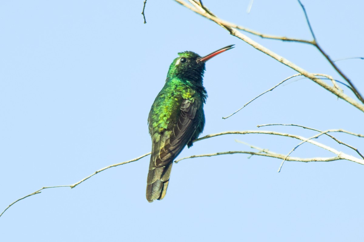 kolibřík kubánský - ML199925961