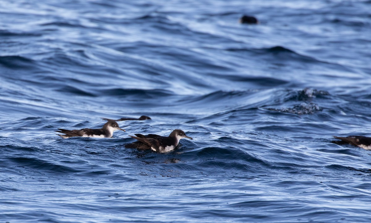 Manx Shearwater - ML199926251