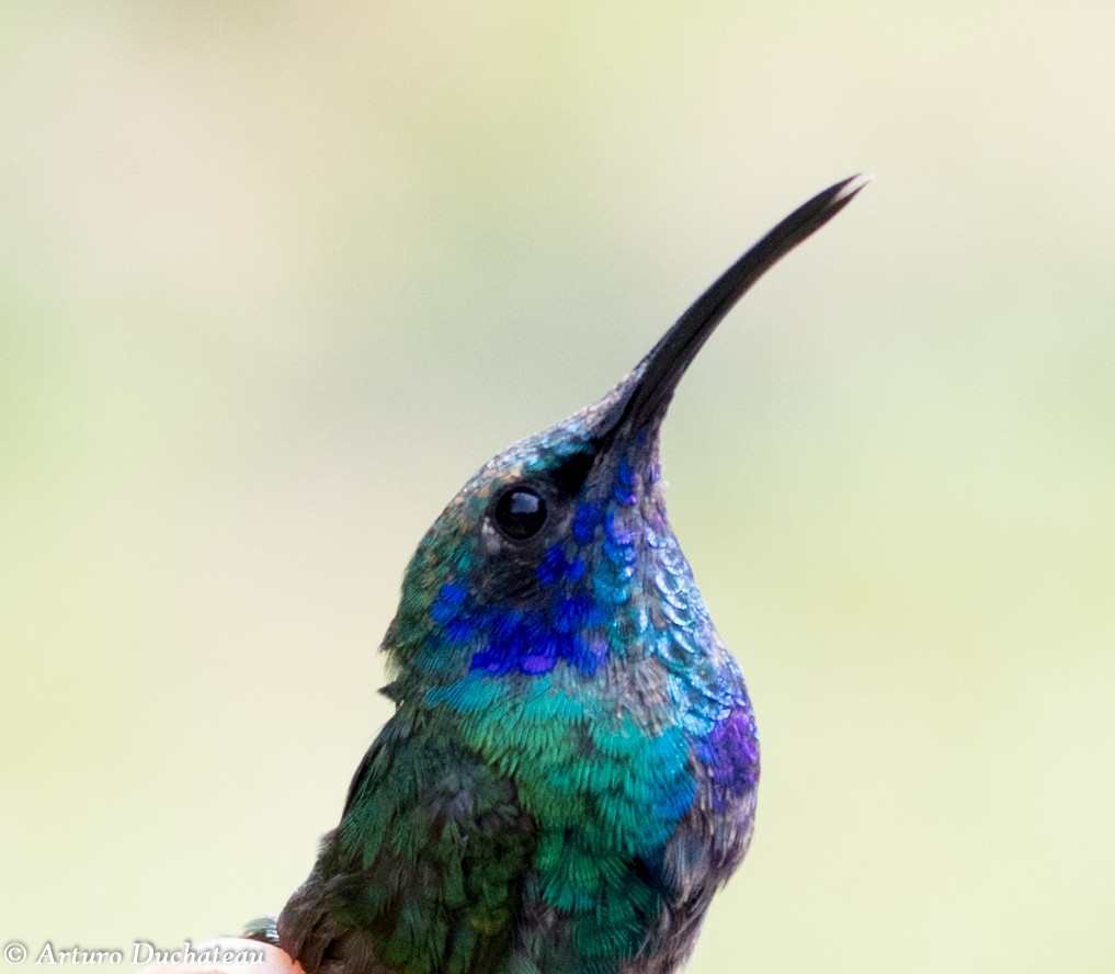 Mexican Violetear - Arturo Duchateau