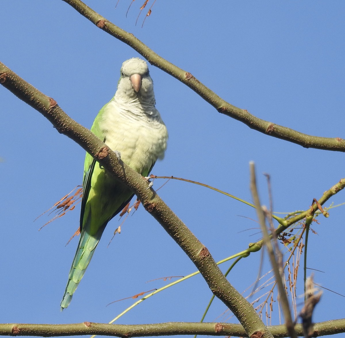 Monk Parakeet - ML199929981