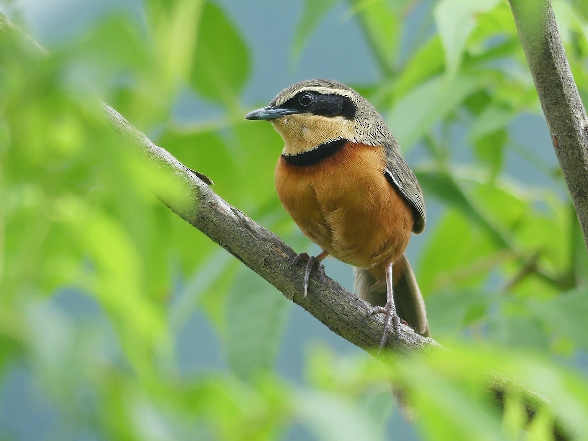 Olivscheitel-Bandvogel - ML199930401