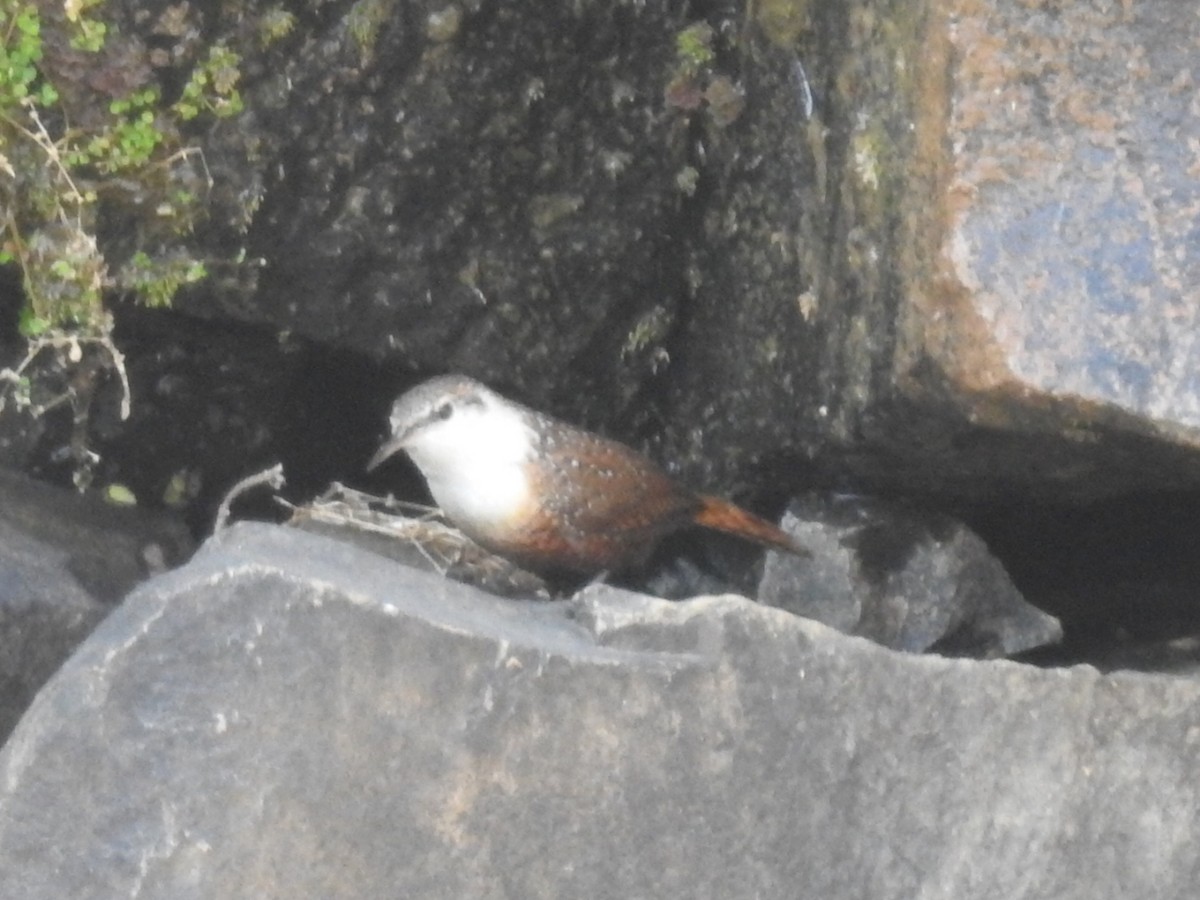 Canyon Wren - Daniel Garrigues