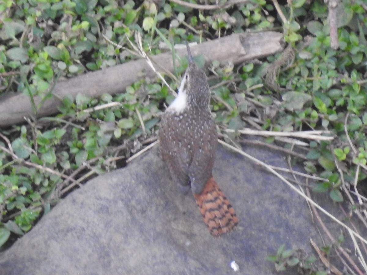 Canyon Wren - Daniel Garrigues