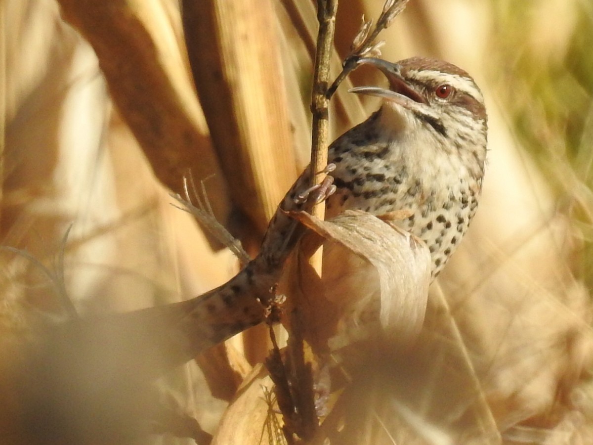 Spotted Wren - ML199933581