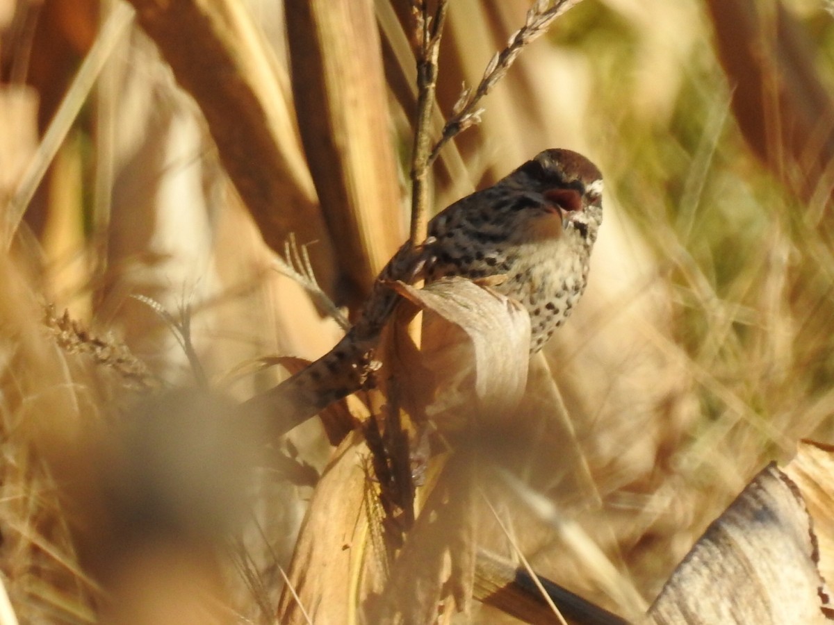 Spotted Wren - ML199933601