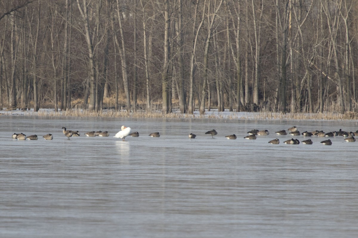 Canada Goose - ML199933821