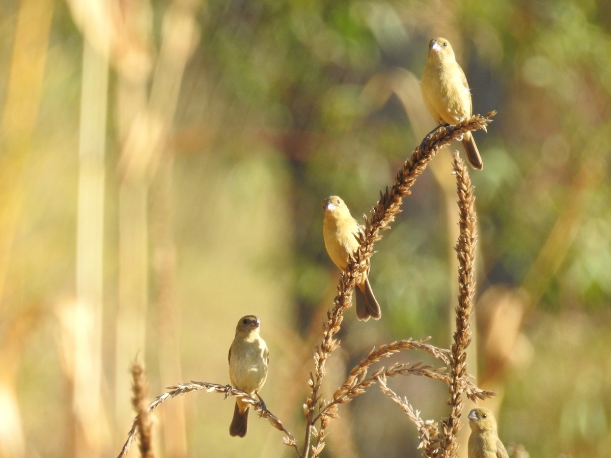 Cinnamon-rumped Seedeater - Daniel Garrigues