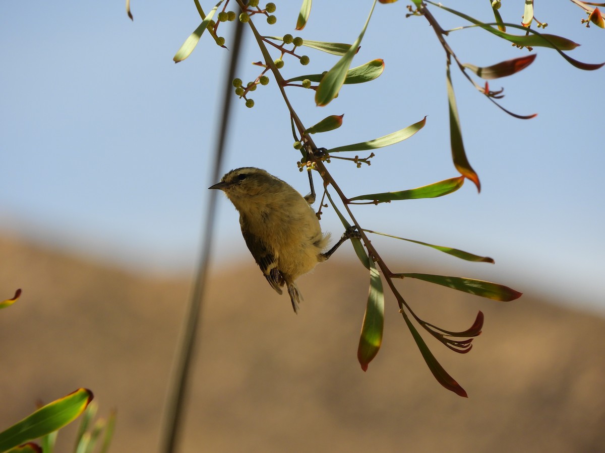 Cinereous Conebill - ML199934511