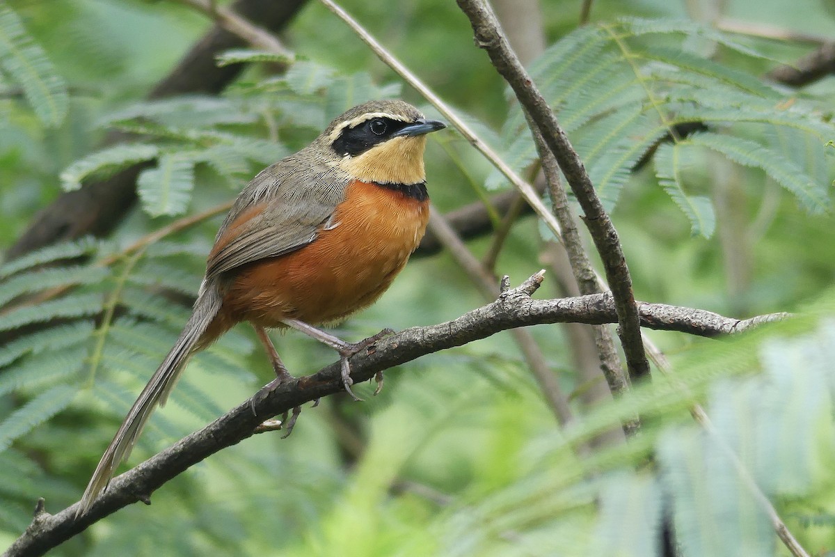 Olivscheitel-Bandvogel - ML199937781