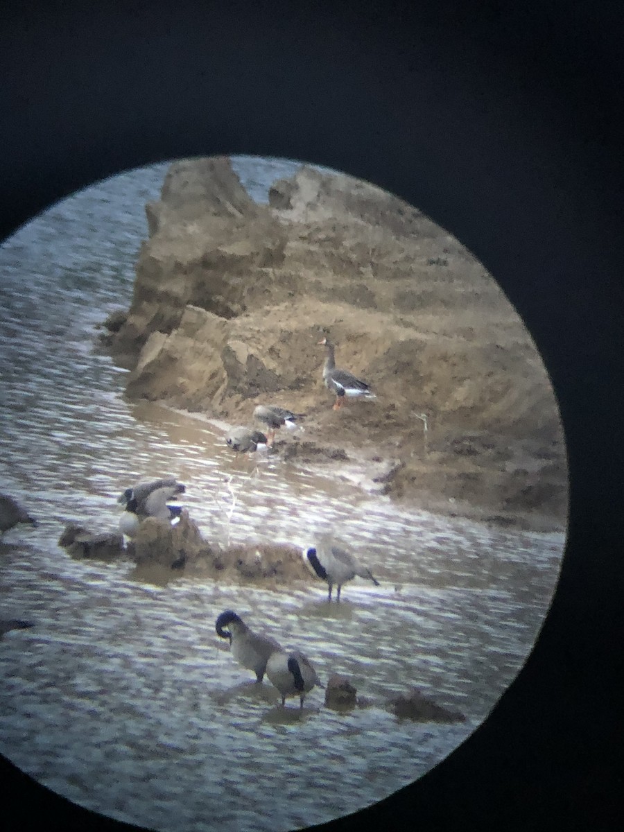 Greater White-fronted Goose - ML199943101