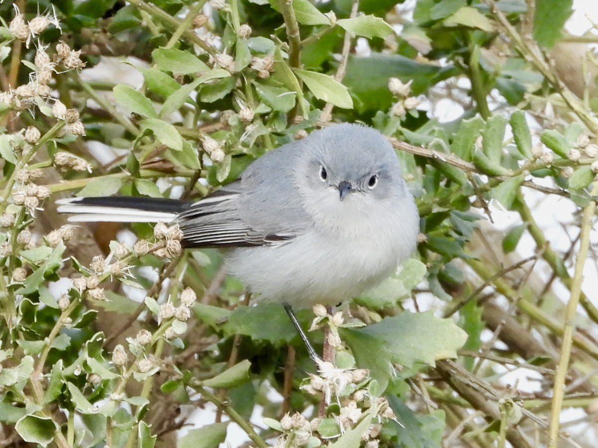 Blue-gray Gnatcatcher - ML199944171