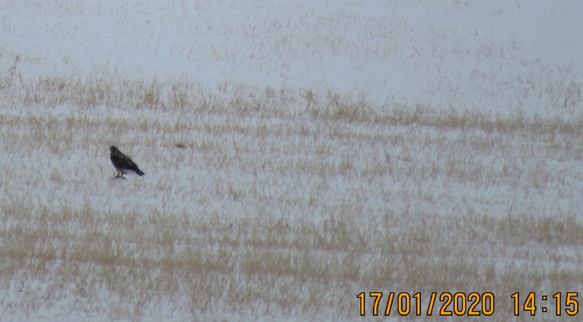 Rough-legged Hawk - ML199945151