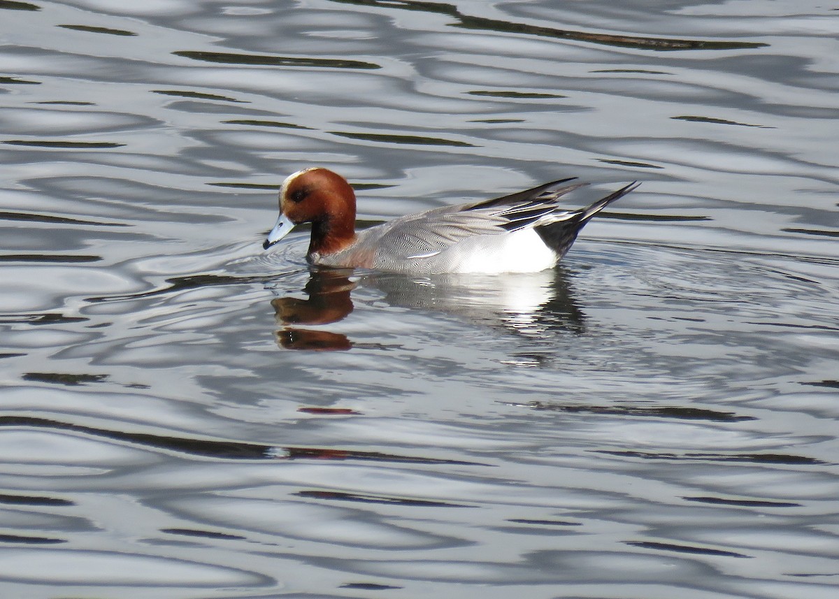 Eurasian Wigeon - Charlene Glacy